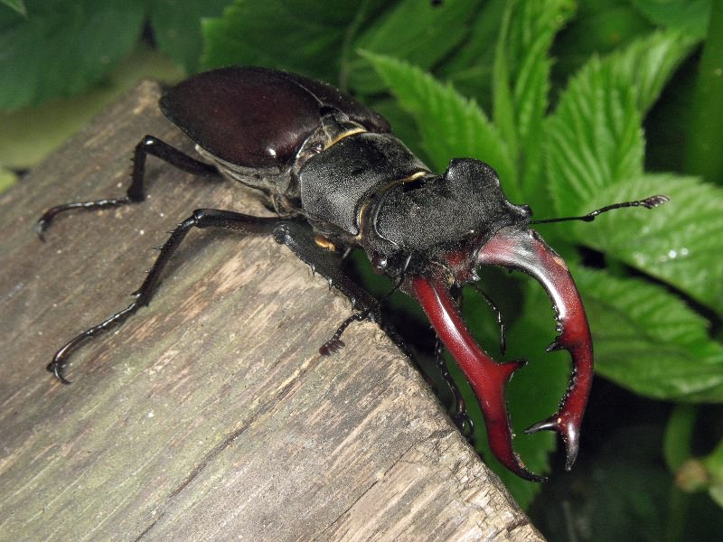 Lucanus cervus (Linnaeus, 1758)